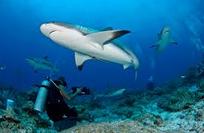 Bay Islands sharks