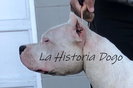 La Historia Dogo Argentino Breeder - Dogo Argentino Kennels Argentine  Quality