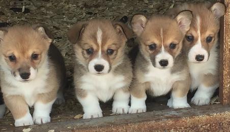 Pembroke Welsh Corgi