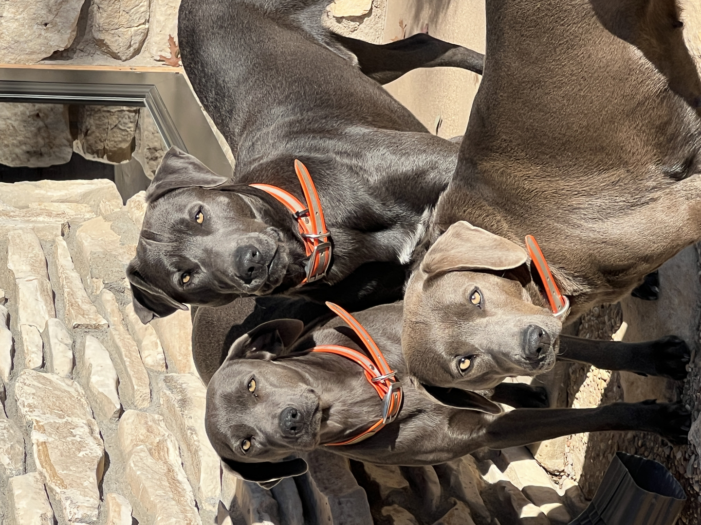 Blue lacy fashion puppy