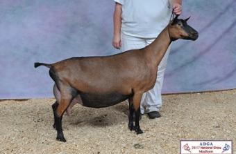 oberhasli dairy goat