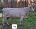 RLC Farms MN LLC British White Cattle