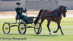 Viceroy in 2017 Royal Adelaide Show