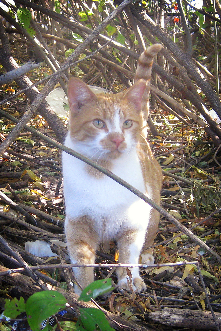 Trapping – Texas Cat Org