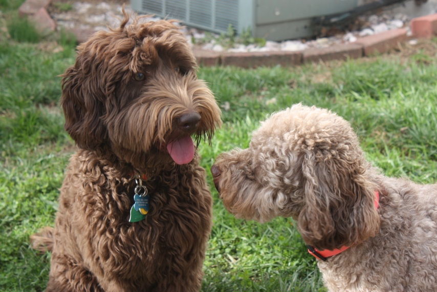 Annahoeve labradoodle best sale