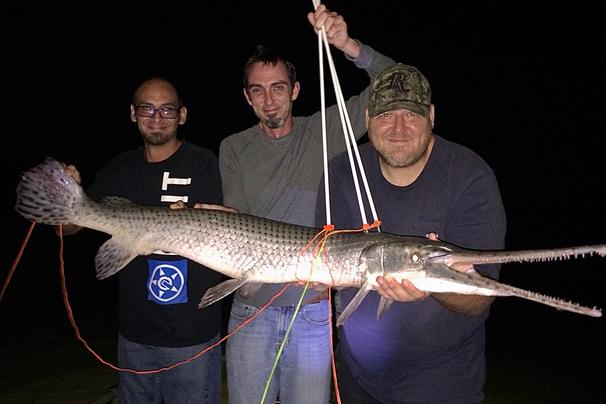 Huge Gar Bowfishing in Florida