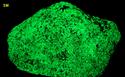 fluorescent WILLEMITE with FRANKLINITE - Franklin Mine, Franklin, Franklin Mining District, Sussex County, New Jersey, USA - for sale