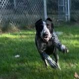 a medium size black and white speckled dog running on green grass