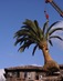 Phoenix canariensis - Canary Island date palm South Coast Wholesale, California, Florida, Las Vegas,Texas, Arizona