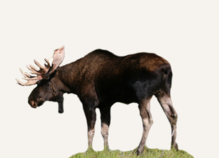 Hunting Moose Washington