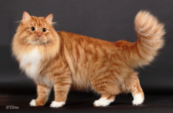 Orange hypoallergenic hot sale cats