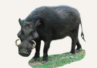 Central African Republic Giant Forest Hog