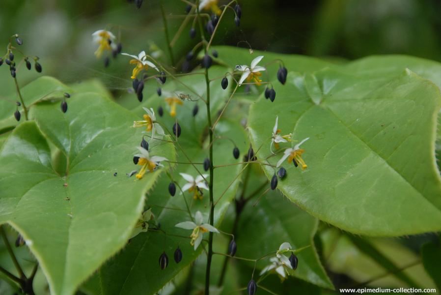Epimedium Sagittatum