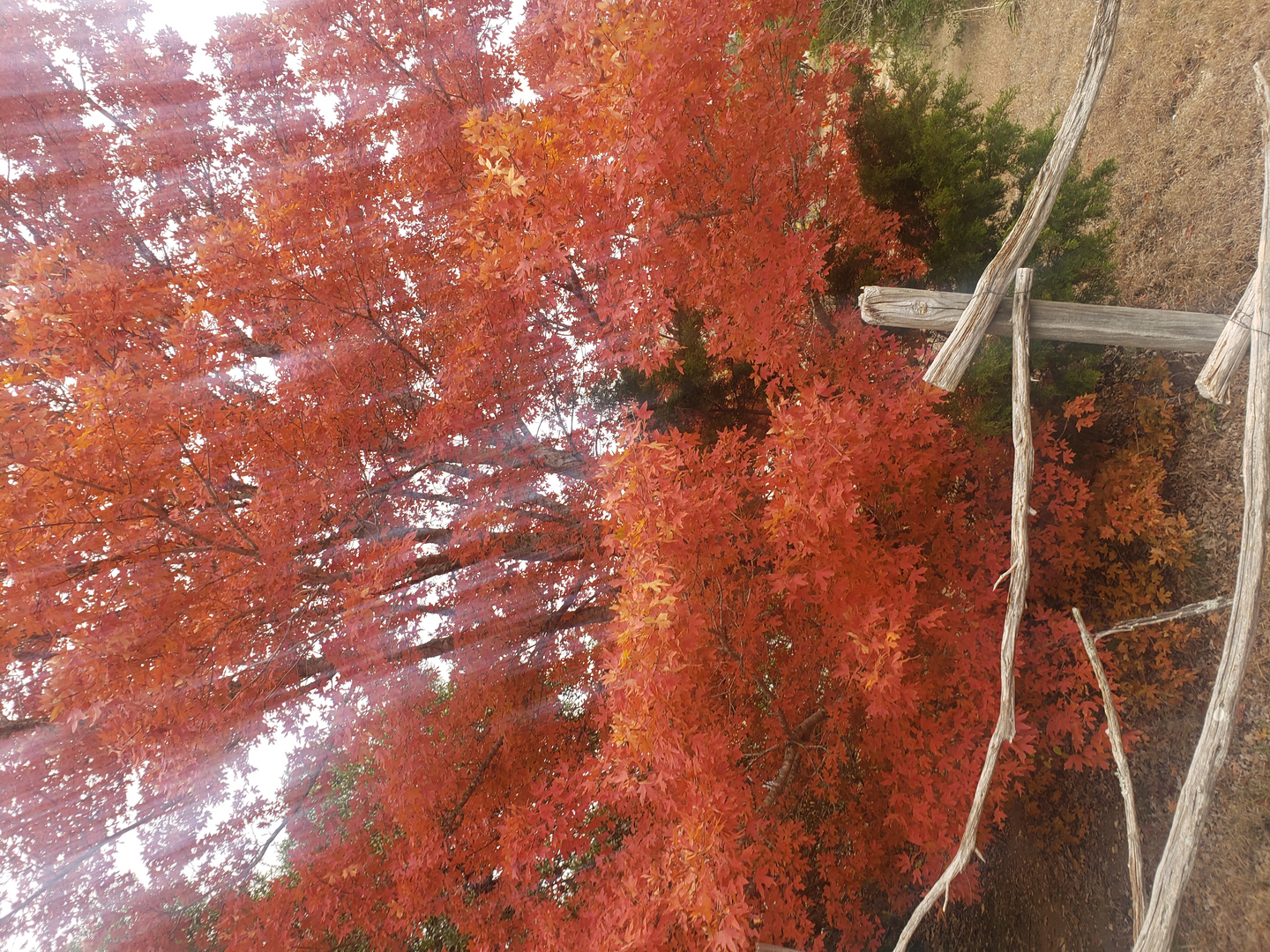 shantung maple root system