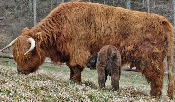 Scottish highland cattle,Black highland cattle,Highland cattle black,Highland cattle, Highland calves