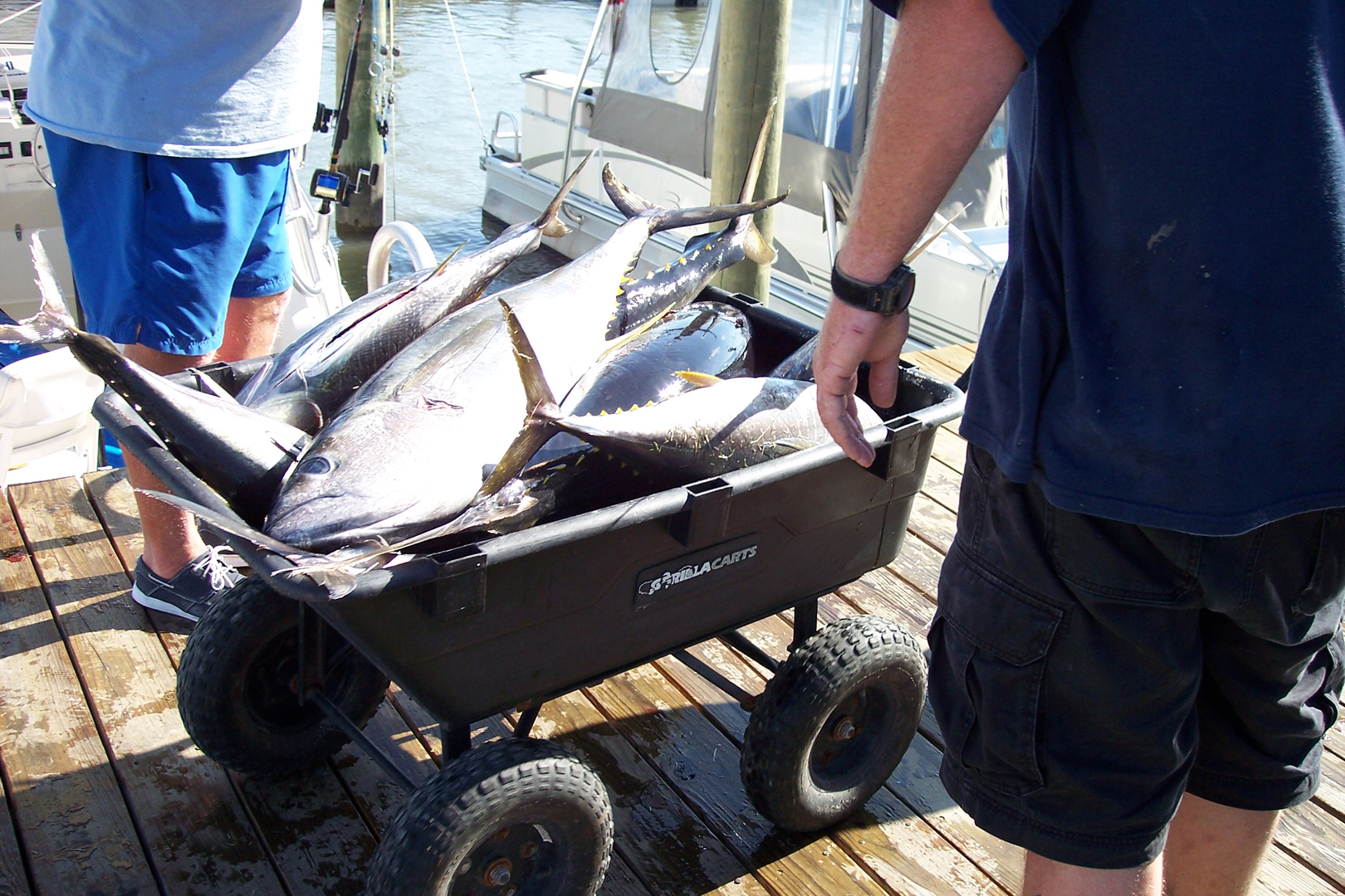 Fishing Report - Flounder Fishing In Wachapreague VA