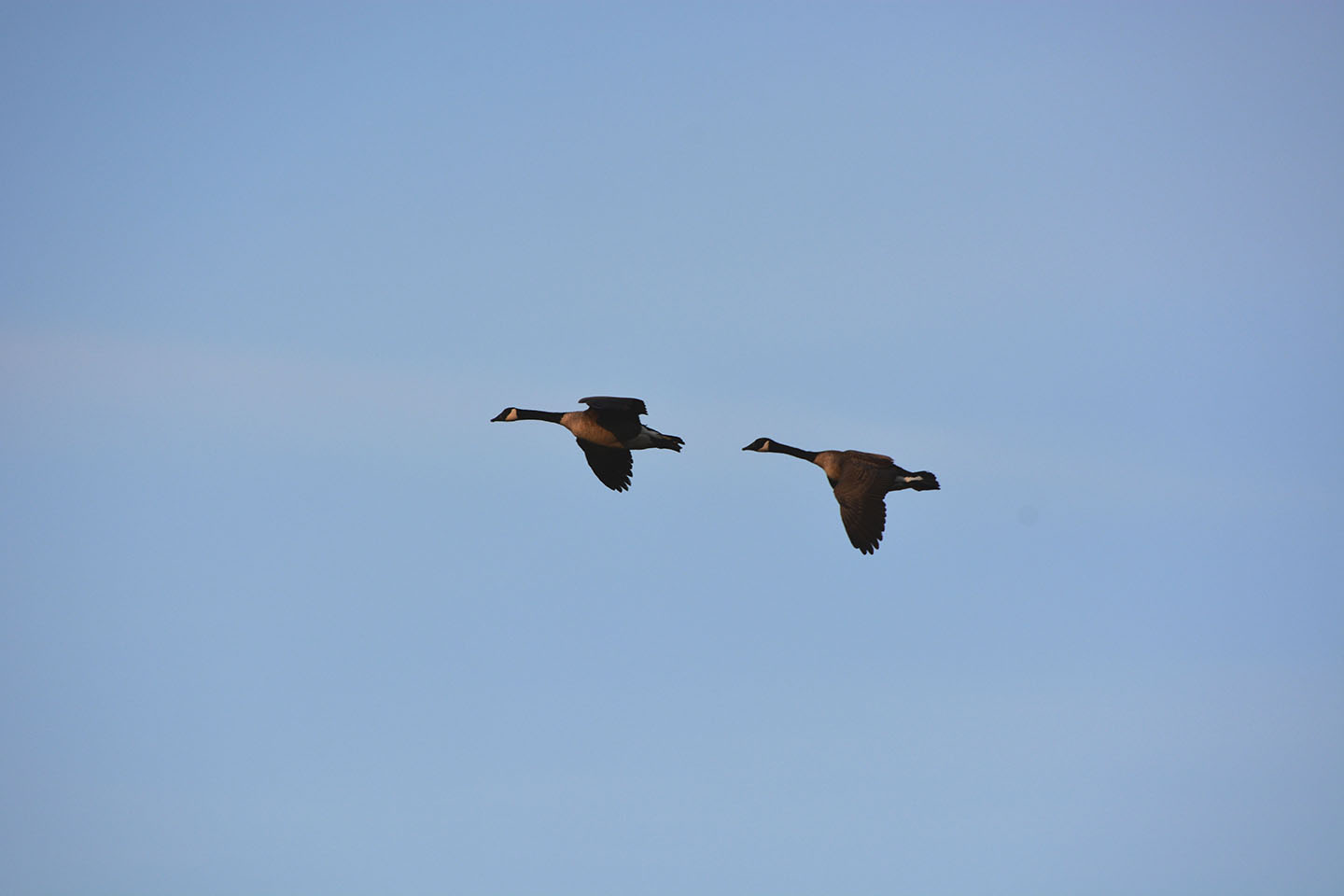 Geese Police of Western Pennsylvania PA boarder collie in action chasing problem canada geese