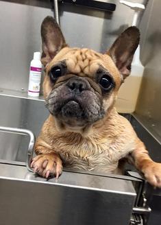 French bulldog best sale rescue center