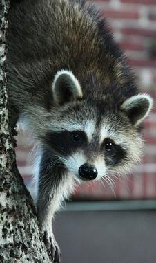 Raccoon