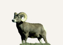 Hunting Big Horn Sheep Mexico