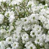 Million Star Gypsophila