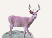 Hunting Deer Illinois