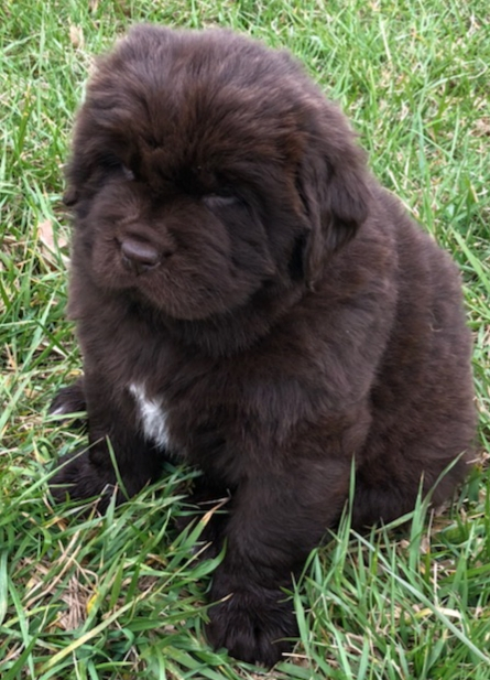 8 week discount old newfoundland