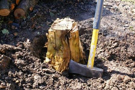 Excellent Tree Stump Removal Service in Lincoln NE | LNK Junk Removal