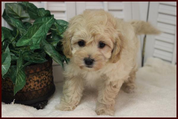 poochon puppy for sale in Iowa