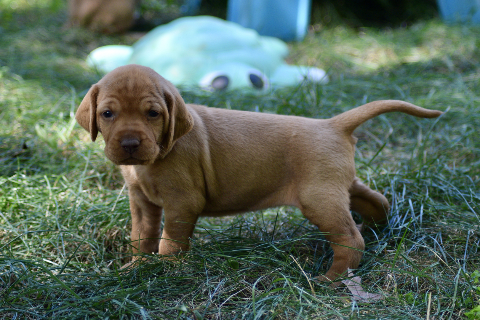 Wirehaired vizsla fashion puppy for