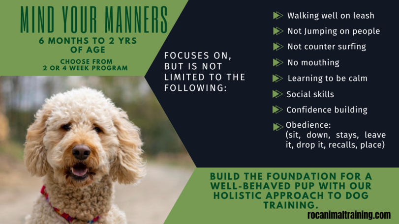 THE SECRET to Having an Obedient Dog Using Place Board Training 