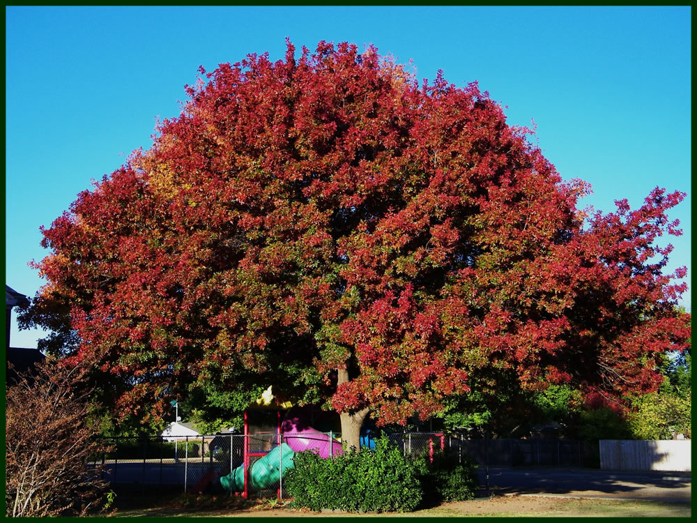 48+ Leaf removal san antonio ideas in 2021 