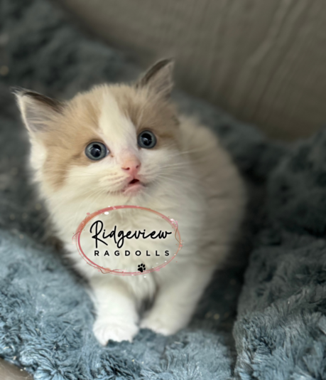 Solid ragdoll sale kittens for sale