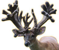 AGENT 28 WHITETAIL BUCK