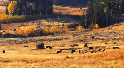 Yellowstone National Park, day rides, yellowstone bison, buffalo, pack trips