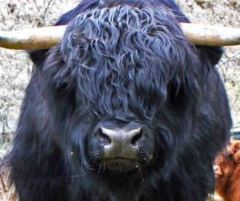 Scottish highland cattle, Highland cattle, Black highland cattle, Highland cattle calves