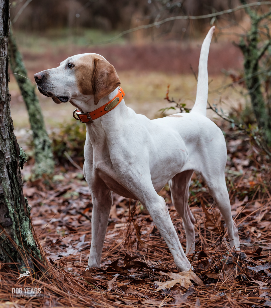 Versatile hunting hotsell dog training