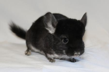 Black chinchilla 2024 for sale