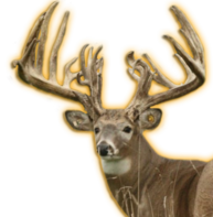 MAXFACTOR WHITETAIL BREEDER BUCK