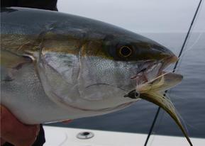 Large Tuna Caught Fly Fishing