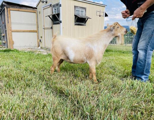 Five-O, Nigerian Dwarf goat, at my peeps farm