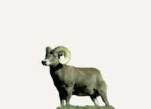 Hunting Big Horn Sheep Montana