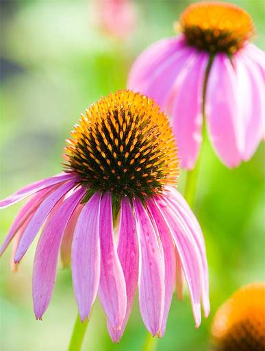 Cone Flower, Silk Painting Inspiration, Tracy Harris silk artist