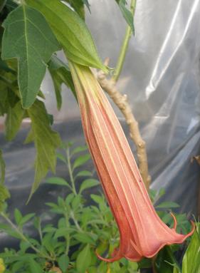 Brugmansia