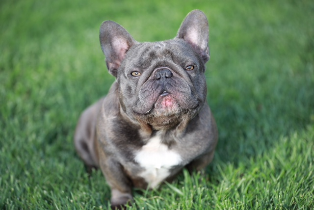 Stud french hot sale bulldog