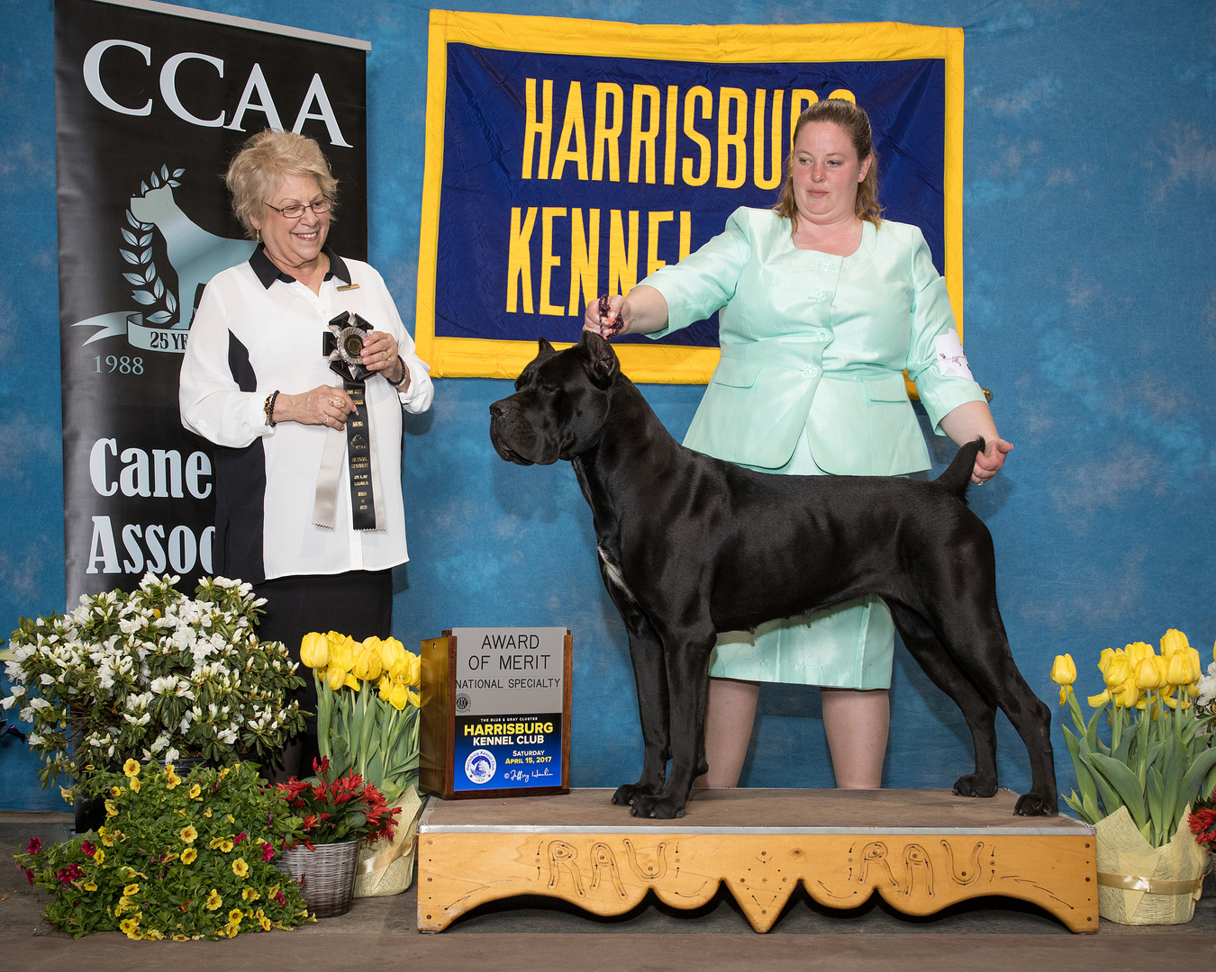 Stormy winns best sale cane corso