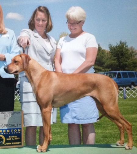 Nashira store rhodesian ridgebacks