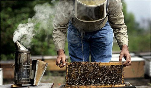 2024 Beginner Beekeeper School