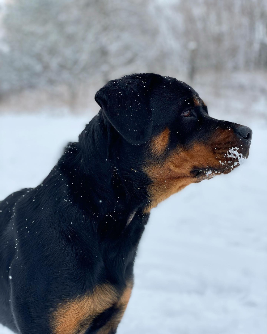 Cocker 2024 spaniel rottweiler