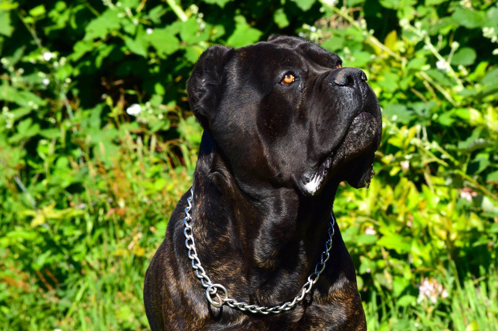 Mountain view 2024 cane corso